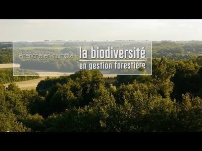 Règles de gestion pour protéger la biodiversité forestière - CNPF - Centre national de la propriété forestière | Les Colocs du jardin | Scoop.it