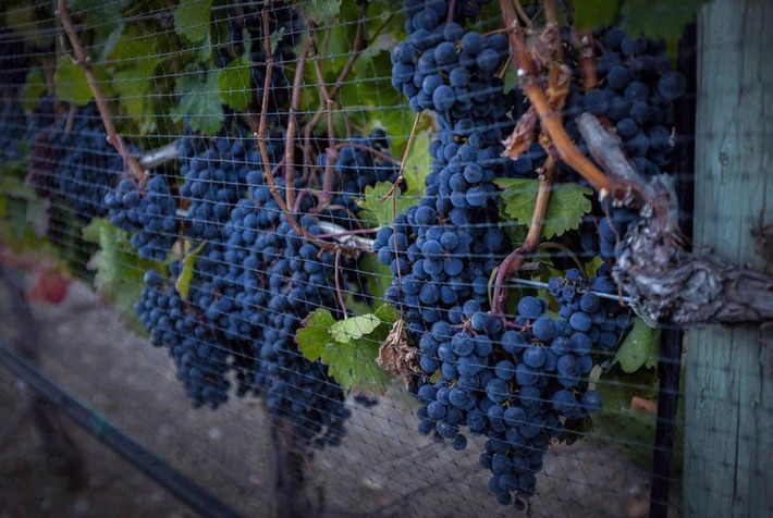 B.C. wine growers bracing for cost hikes as gas prices continue to soar | Business Report - Making A Difference | Scoop.it