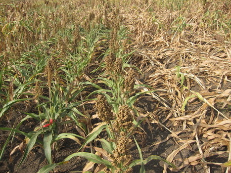 As global food demand rises, climate change is hitting our staple crops | GTAV AC:G Y9 - Biomes and food security | Scoop.it