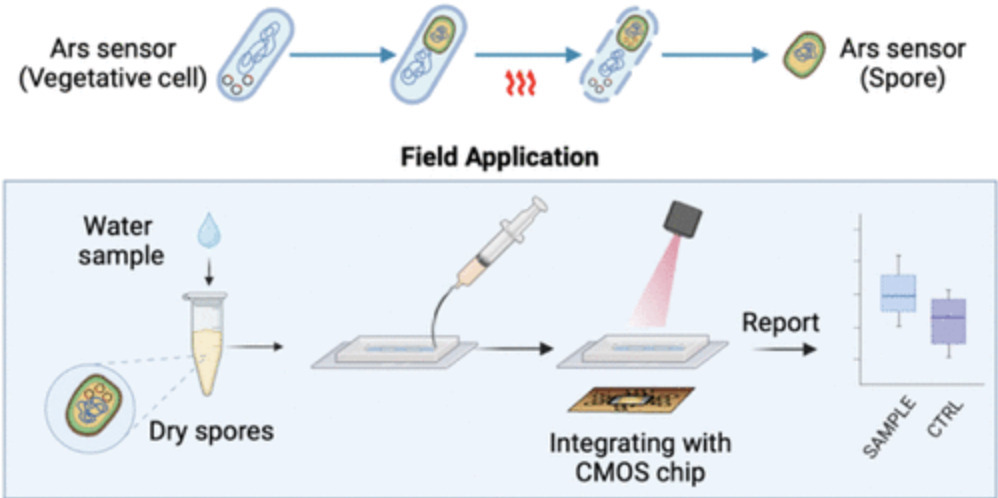 A Portable Arsenic Sensor Integrating Bacillus ...