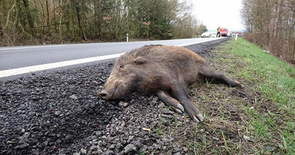 Plus d'un tiers des accidents de la route provoqués par des animaux sauvages dans la province de Huesca | Vallées d'Aure & Louron - Pyrénées | Scoop.it
