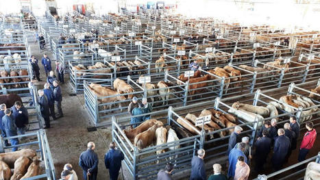 Le marché aux bestiaux de LAISSAC, une institution à disposition des éleveurs | Actualité Bétail | Scoop.it