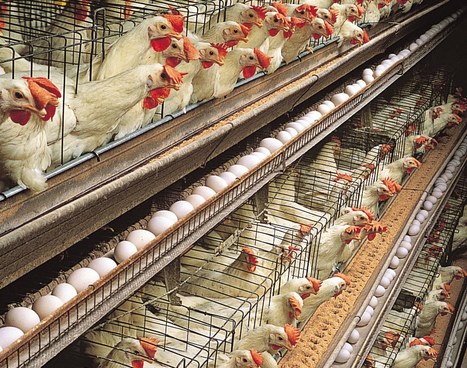 80,000 Chicken farm (CAFO) project has organic farmer worried | YOUR FOOD, YOUR ENVIRONMENT, YOUR HEALTH: #Biotech #GMOs #Pesticides #Chemicals #FactoryFarms #CAFOs #BigFood | Scoop.it