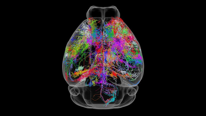 A 'Google Maps' for the Mouse Brain Details Neurons Like Never Before #video #singularity | WHY IT MATTERS: Digital Transformation | Scoop.it