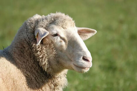 EVASION - Île-de-France : la campagne de vaccination contre la fièvre catarrhale ovine est lancée | Actualité Bétail | Scoop.it