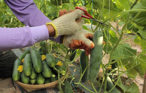 MALAYSIA: Securing the Future Harvest | ASIES | Scoop.it