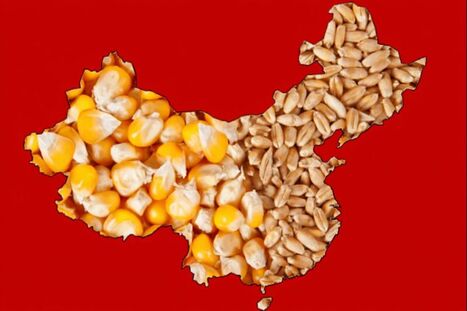 CHINA: Leading Asia in its slow embrace of genetically modified crops | ASIES | Scoop.it