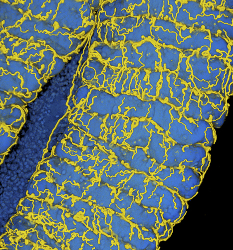 Oxygen transport to gut symbionts: a new route to fight insect pests? | I2BC Paris-Saclay | Scoop.it