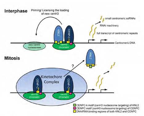 Targeting of A. thaliana KNL2 to centromeres depends on the conserved CENPC-k motif in its C-terminus | The Plant Cell | Scoop.it