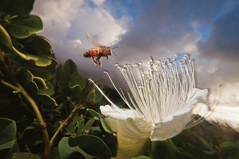 Bourdons, abeilles, insectes, etc... Qui sont les pollinisateurs ? | EntomoNews | Scoop.it