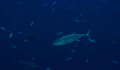 BLUE ECONOMY : Tuna sustainability: bluefin recovery and market trends | CIHEAM Press Review | Scoop.it