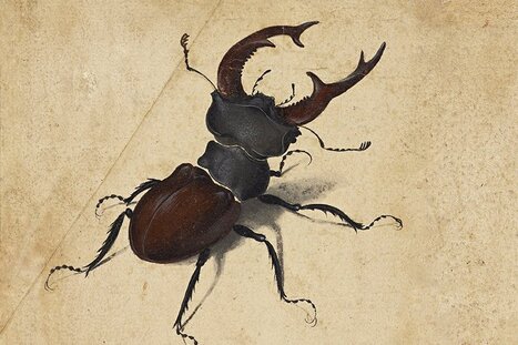 L'animal | Coll&egrave;ge de France | Vari&eacute;t&eacute;s entomologiques | Scoop.it
