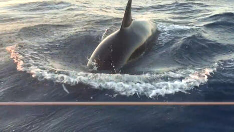 "Ils ont pilonné la coque avec leurs têtes": des orques attaquent un bateau au large du Portugal, une famille française secourue | Biodiversité - @ZEHUB on Twitter | Scoop.it