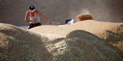 Russia’s slumping grain yields are bad news for Putin | CONFLIT RUSSO-UKRAINIEN | Scoop.it