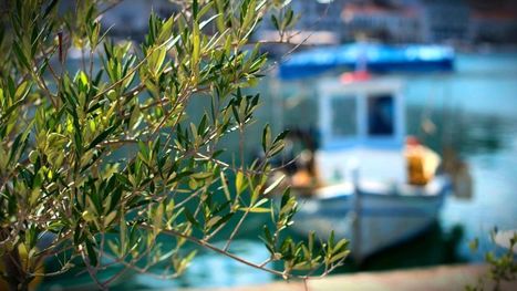 GREECE : Chalkidiki Olive Farmers Face Tragic Fruit Set After Another Mild Winter | CIHEAM Press Review | Scoop.it