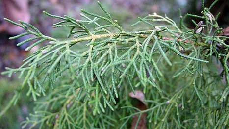 Huile essentielle de Cyprès - YogaMagazine.ma - Le magazine du Yoga et du bien-être | Aromathologie | Scoop.it