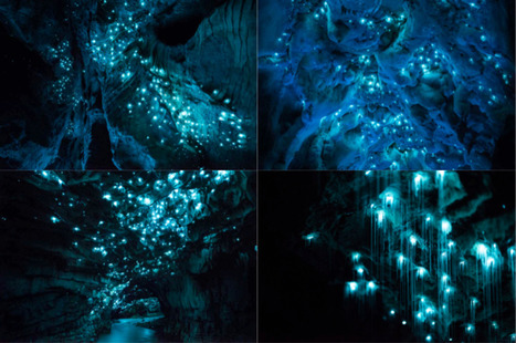 Une grotte de Nouvelle-Zélande illuminée par des vers bioluminescents | Koter Info - La Gazette de LLN-WSL-UCL | Scoop.it