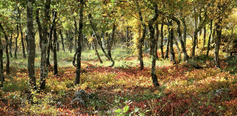 Biodiversit&eacute;&nbsp;: Pourquoi ce mot est souvent mal compris | ECOLOGIE - ENVIRONNEMENT | Scoop.it