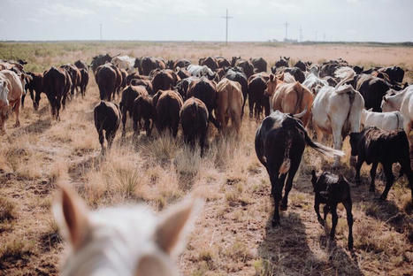 Viande bovine : les États-Unis affichent des records à l’export | Actualité Bétail | Scoop.it