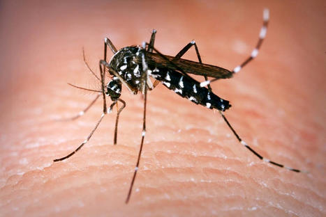Aïe, ça pique : 5 infos sur les piqûres de moustique | La presse et la classe de fle | Scoop.it
