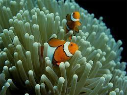 Clownfish helps its anemone host to breathe | OUR OCEANS NEED US | Scoop.it
