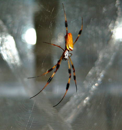 Toiles d'araignée : on en sait plus sur leurs propriétés élastiques | EntomoNews | Scoop.it