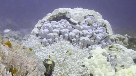 Climat: le blanchissement des coraux s'accélère dans le monde | Zones humides - Ramsar - Océans | Scoop.it