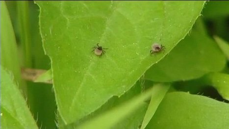 Lyme, l'épidémie silencieuse - France 3 Midi-Pyrénées | Vallées d'Aure & Louron - Pyrénées | Scoop.it