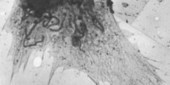 The Subcellular World Revealed, 1945 | The Scientist | Virology News | Scoop.it