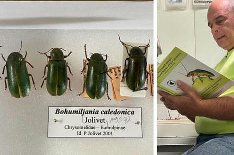 Un catalogue illustré des chrysomèles de Nouvelle-Calédonie | Variétés entomologiques | Scoop.it