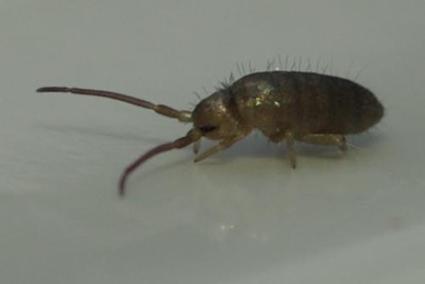 AU MOIS DE JANVIER&nbsp;: Collembole - Tomocerus minor | Les Colocs du jardin | Scoop.it