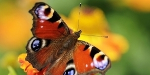 Intrapreneurship: Learning to Think Like an Entrepreneur | Ten skills that employers want | Scoop.it