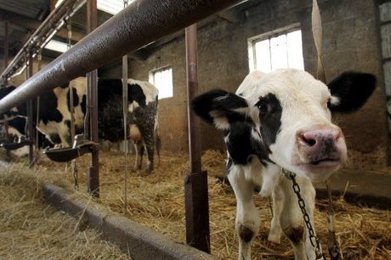 Mobilisation en Dordogne pour sauver une vache, un veau et un taureau de l'abattoir | La Gazette des abattoirs | Scoop.it