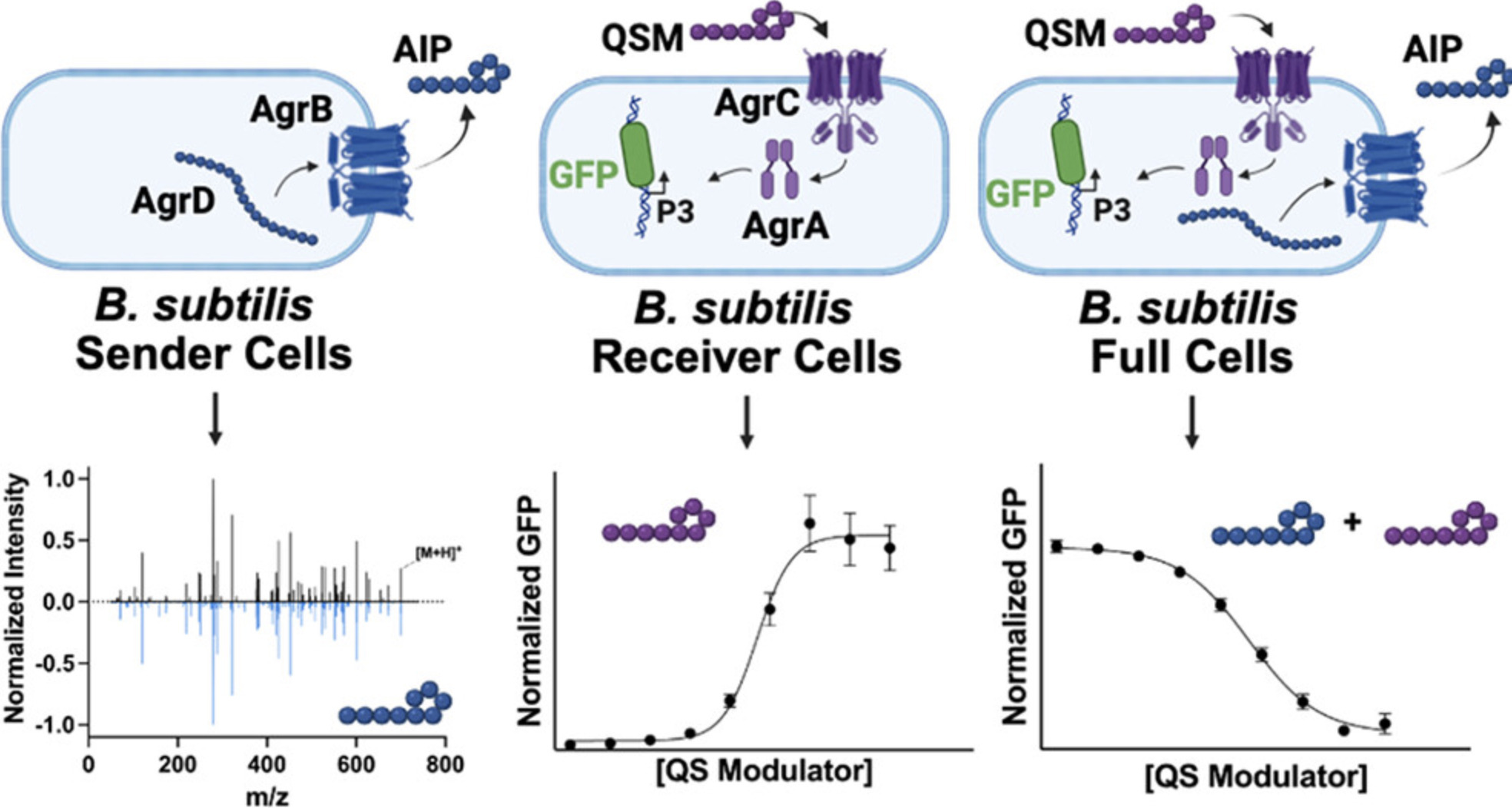 Engineered Bacillus subtilis Systems for the Ch...