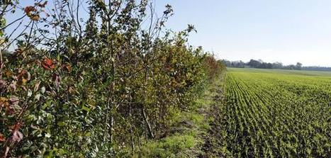 Recherche : L’#agroécologie pour relancer la #biodiversité - France #agricole relancer la biodiversité en se transformant en paysages agroécologiques | RSE et Développement Durable | Scoop.it