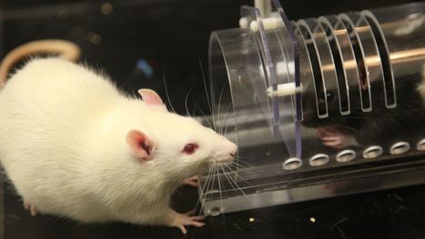 Rats feel empathy for other rats, unless they're on antidepressants | Empathy and Animals | Scoop.it