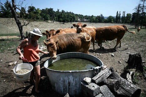Canicule : dans le Sud-Ouest, la vive inquiétude des agriculteurs | Revue de presse du Centre de doc | Scoop.it