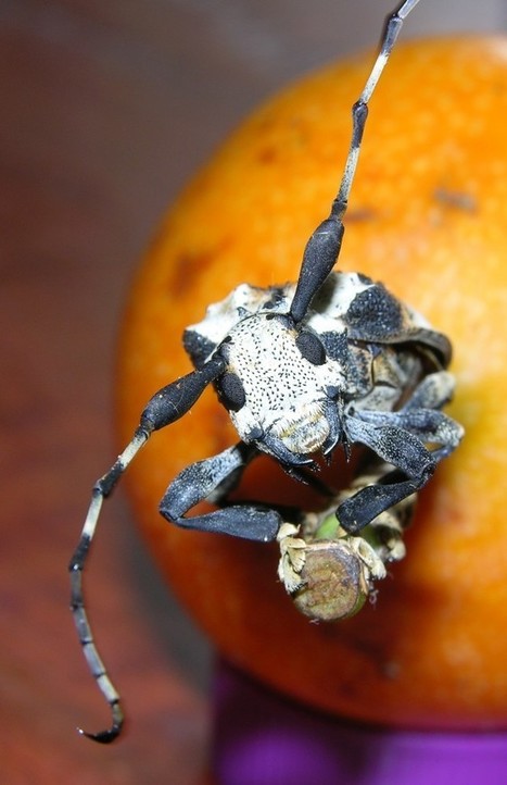 Un coléoptère qui se prend pour un scorpion ! | EntomoScience | Scoop.it