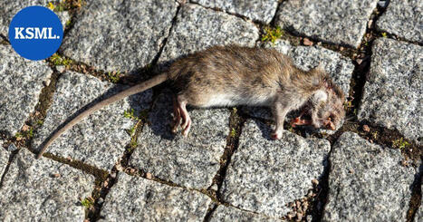 J&auml;ms&auml;ss&auml; l&ouml;ytyi kuollut rotta vessanpytyst&auml; &ndash; kaupungin taajamissa on tehty lis&auml;&auml;ntyv&auml;ss&auml; m&auml;&auml;rin rottahavaintoja | Keski-Suomi | 1Uutiset - Lukemisen t&auml;hden | Scoop.it