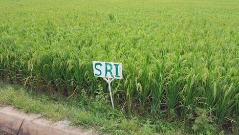 BURKINA FASO: Le système de riziculture intensive, ou SRI, à Bama au Burkina Faso - RFI | SRI Global News ++ March - May 2025    System of Rice Intensification (SRI) | Scoop.it