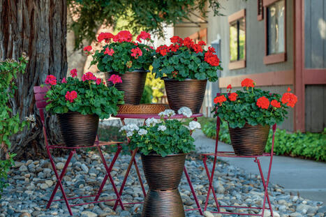 Les géraniums interspécifiques Calliope : Des champions toutes catégories ! | HORTICULTURE | Scoop.it