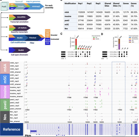 Dogme: a nextflow pipeline for reprocessing nanopore RNA and DNA modifications | bft | RMH | Scoop.it