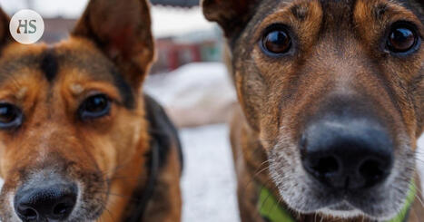 Onko koirilla mielikuvitusta? | HS.fi | 1Uutiset - Lukemisen t&auml;hden | Scoop.it