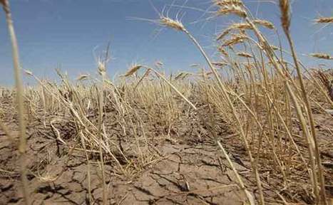 Alg&eacute;rie: Douceur du climat, raret&eacute; des pluies: dans le monde rural, la situation commence &agrave; inqui&eacute;ter | MED-Amin network | Scoop.it