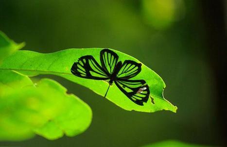 Grand prix de l'innovation: Ynsect transforme les insects en recycleurs de déchets...puis en farine | ITERG - Veille sectorielle | Scoop.it