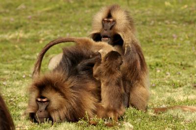 How cooperation can trump competition in monkeys | Science News | Scoop.it