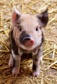 Obscene, but Obscure: Yea or Nay? &ndash; | Name News | Scoop.it