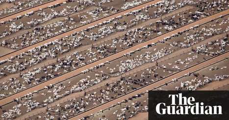 Humans just 0.01% of all life but have destroyed 83% of wild mammals – study | Environment | The Guardian | ECOLOGIE - ENVIRONNEMENT | Scoop.it