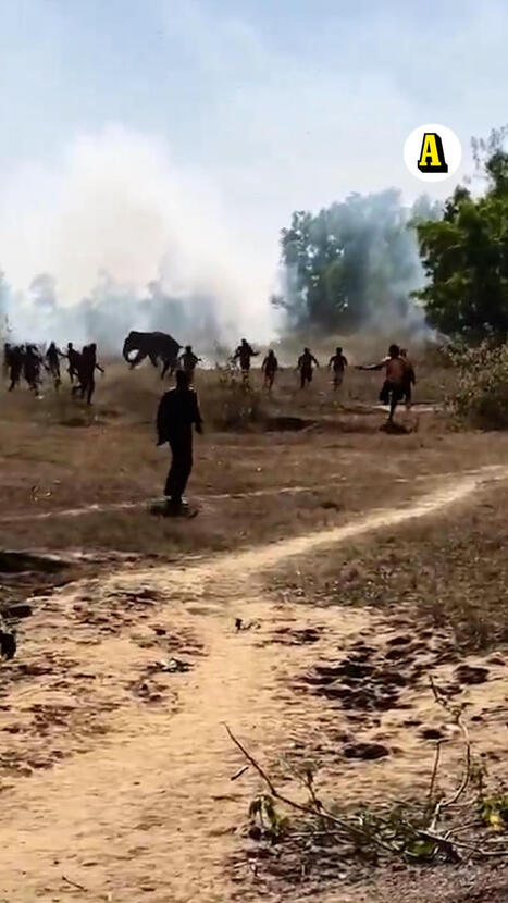 Elefanten g&aring;r till attack &ndash; 20 d&ouml;da | 1Uutiset - Lukemisen t&auml;hden | Scoop.it