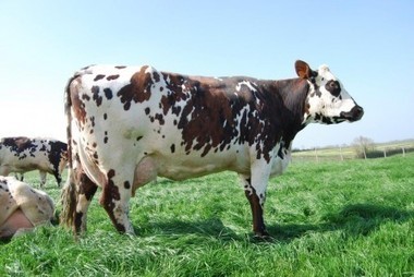 Agenda : Colloque sur  "L'Après quota" à Paris, le 2 juillet | SCIENCES DE L' ANIMAL | Scoop.it